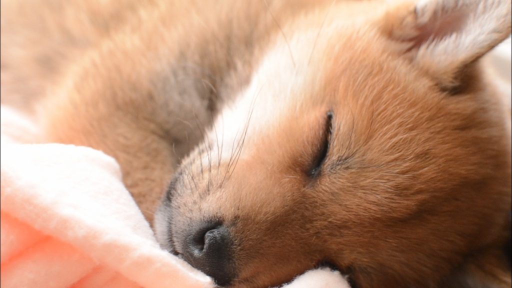 柴犬の子犬の睡眠時間ってどれくらい？寝る時間帯や寝ないときの対処法について、生後2ヶ月の場合はこんな感じ 柴犬